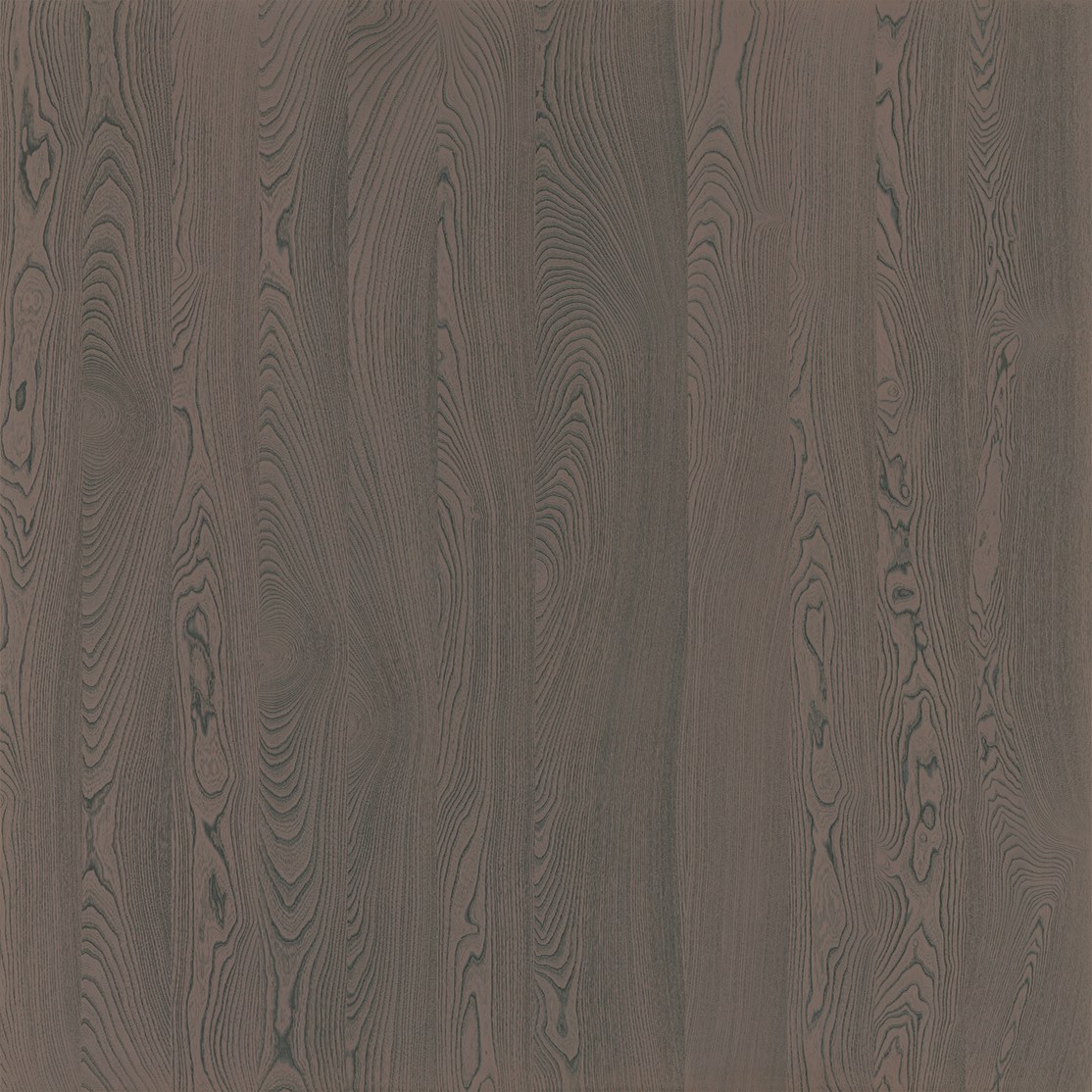 Coastal Grey Elm ELCR9-5004